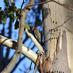Sphyrapicus nuchalis