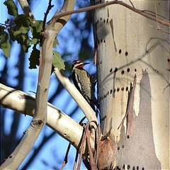 Sphyrapicus nuchalis