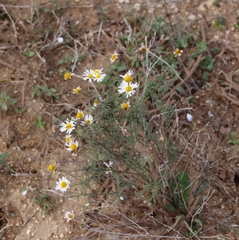Erigeron modestus