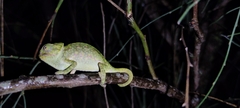 Chamaeleo chamaeleon chamaeleon
