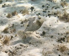 Lactophrys bicaudalis