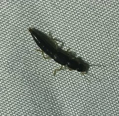 Pinophilus