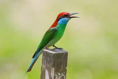 Merops viridis