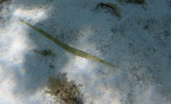 Aulostomus maculatus