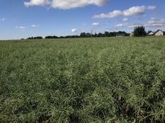 Brassica napus