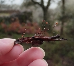 Cryptomarasmius corbariensis