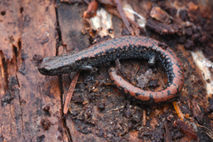 Batrachoseps wrighti