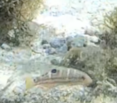 Halichoeres radiatus