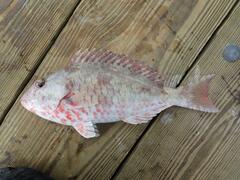 Sparisoma chrysopterum