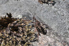 Rhynocoris erythropus