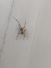 Cryptachaea veruculata