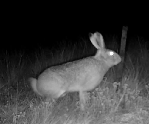 White-tailed Jackrabbit photographed in Nebraska