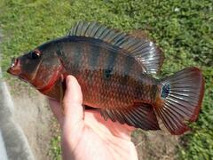 Mayaheros urophthalmus