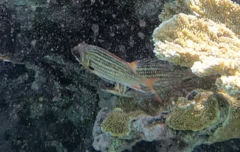 Neoniphon vexillarium