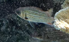 Neoniphon vexillarium