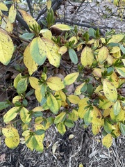 Ligustrum ovalifolium