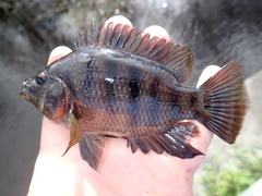 Mayaheros urophthalmus