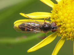 Platycheirus scutatus