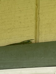 Phelsuma laticauda laticauda