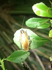 Robshelfordia circumducta