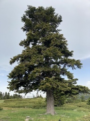 Abies nordmanniana