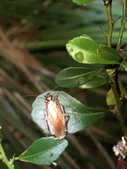 Robshelfordia circumducta