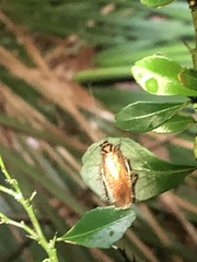 Robshelfordia circumducta