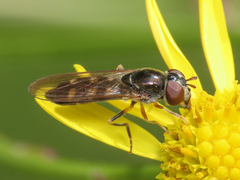 Platycheirus scutatus