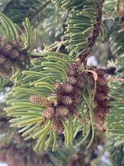 Abies nordmanniana