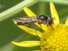 Platycheirus scutatus