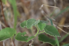 Abutilon wrightii