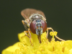 Platycheirus scutatus