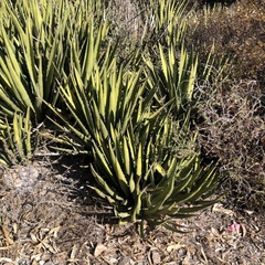 Agave lechuguilla