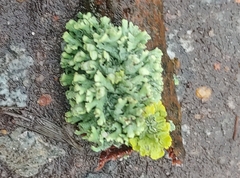Physcia adscendens