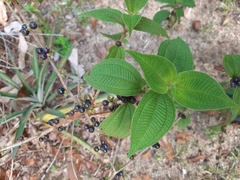 Miconia rubra