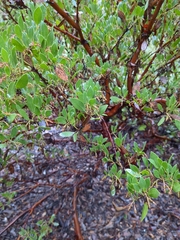 Arctostaphylos densiflora