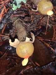 Calostoma lutescens