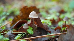 Mycena capillaripes