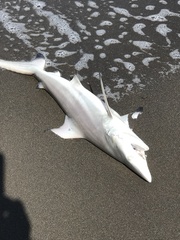 Carcharhinus limbatus