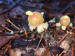 Calostoma lutescens