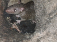 Rattus norvegicus