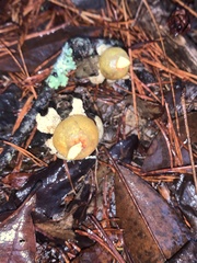 Calostoma lutescens