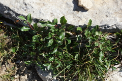 Salix kazbekensis