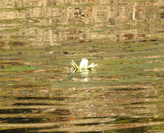 Nymphaea lotus