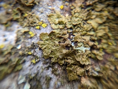 Melanohalea exasperatula