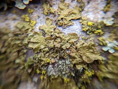 Melanohalea exasperatula