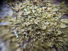 Melanohalea exasperatula