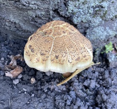 Pholiota squarrosa