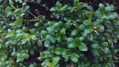 Buxus sempervirens
