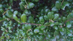 Buxus sempervirens
